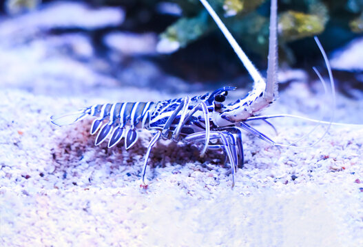 Panulirus versicolor also named as painted lobster, common rock lobster, bamboo lobster and blue spiny lobster in aquarium in Thailand