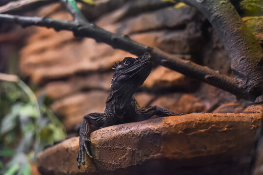 Hydrosaurus, commonly known as the sailfin dragon or sailfin lizard close up in Thailand