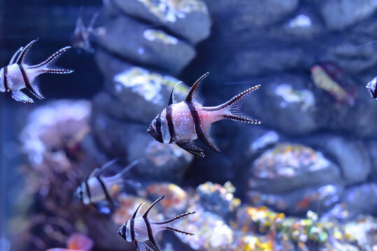 Banggai cardinalfish (Pterapogon kauderni) swimming in a aquarium in Thailand