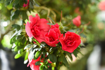 Rhododendron or Azalea indica Adventsglöckchen close up