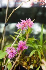 Pink flowers of Dendrobium bracteosum (bracted dendrobium) close up