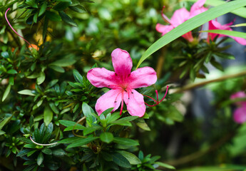 Pink flower azalea indica or rhododendron coelestina close up