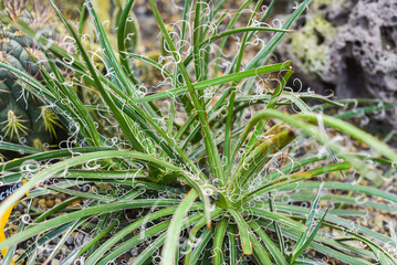 Agave filifera, the thread agave plant close up