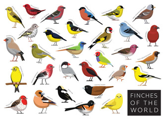 Finches of the World Set Cartoon Vector Character