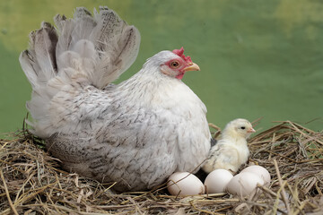 An adult hen is guarding her newly hatched chicks from predators. This poultry, which is usually consumed by humans, has the scientific name Gallus gallus domesticus.
