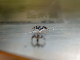 Australian Jumping Spider