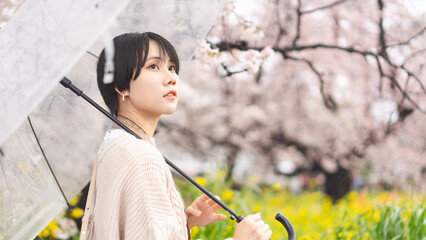Young adult japanese woman and umbrella on rainy day with spring sakura cherry blossom - obrazy, fototapety, plakaty