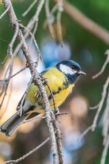 Cute bird Great tit, songbird sitting on the branch with blurred background
