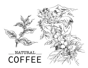 Arabica Robusta Coffee of ink drawing sketch for packaging, label, poster, art print, menu, cover, name card, post card, banner, promotion, brochure - obrazy, fototapety, plakaty