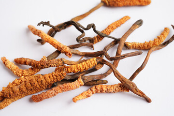 Cordyceps sinensis or Ophiocordyceps sinensis isolated on white background, mushroom herb treatment medicine.