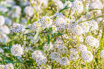 Dainty purple and white flowers of Lobularia maritima Alyssum maritimum, sweet alyssum or sweet alison