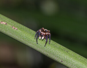 Australian Jumping Spider