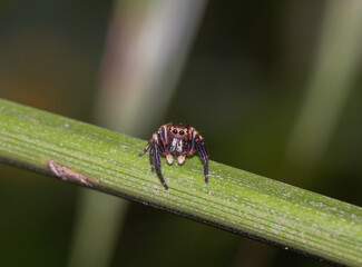 Australian Jumping Spider
