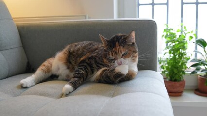 Short-haired fluffy cat lying on sofa snapping off with teeth long nails, flaking horny scales on paws, cleaning and licking fur. Hygiene, physiologic behaviour and habits of domestic animals