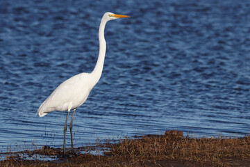 White heron in the water