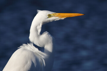 White heron closeup