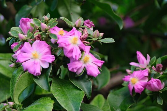Pereskia large-leaved (wax rose), shrub or small thorny tree with rose-coloured flowers. Buenos Aires, Argentina