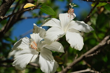 two two white hibiscus flowers on a street in Buenos Aires on a street in Buenos Aires