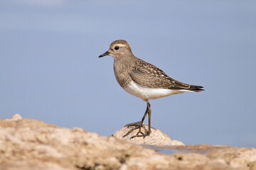 Plover on the rocks