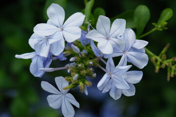 Capsicum swinchatka, an ornamental plant with blue-coloured flowers. Spring in Buenos Aires, Argentina