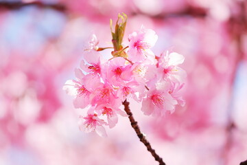 春の訪れを告げる美しい桜