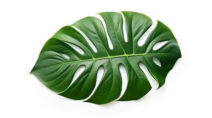 Closeup beautiful Monstera leaf isolated on white back