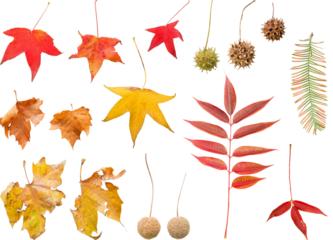 切り抜き透過素材セットー落ち葉と実