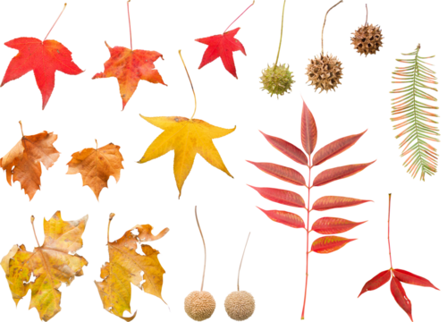 切り抜き透過素材セットー落ち葉と実