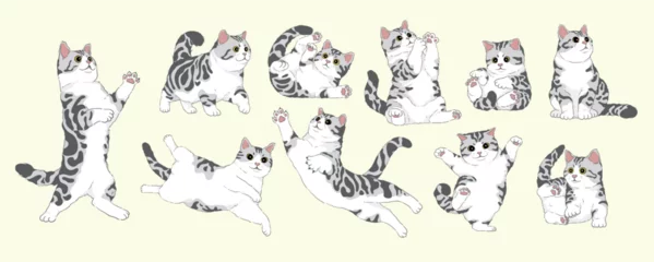 Tuinposter cute Cartoon American Shorthair Silver Tabby White cat set,Isolated. Vector illustration © fishyo