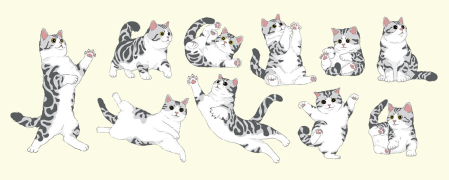 cute Cartoon American Shorthair Silver Tabby White cat set,Isolated. Vector illustration