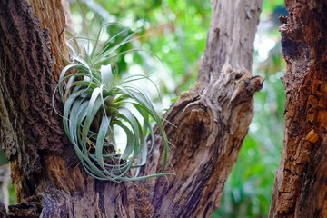 A serene snapshot capturing the harmonious coexistence of flora, featuring an air plant,...