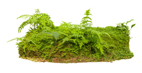 Tropical plant fence moss bush tree jungle  stone rock isolated on white background with clipping path. - obrazy, fototapety, plakaty