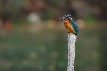 kingfisher on branch