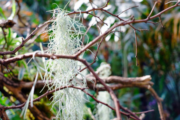 This image features an ethereal cluster of Spanish moss (Tillandsia usneoides) draping elegantly from the sinuous branches of a tree. The moss's fine, hair-like strands create a delicate veil, their