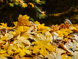 yellow leaf autumn