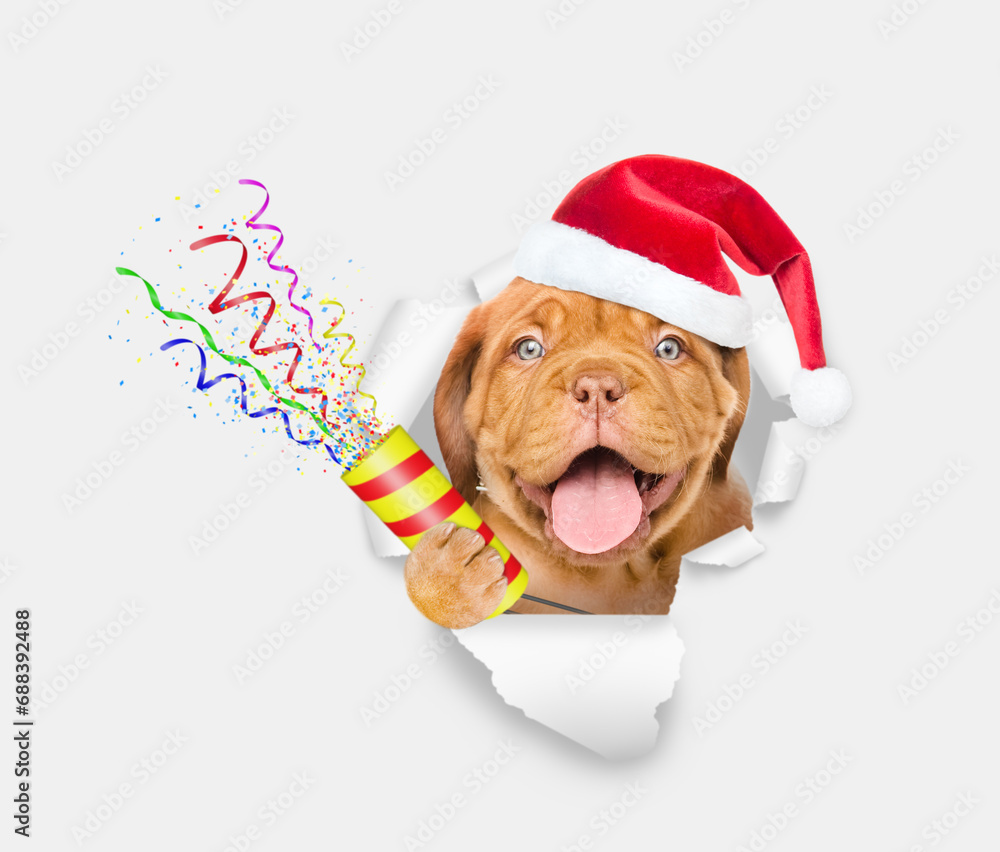 Poster happy mastiff puppy wearing santa hat looks through the hole in white paper and holds exploding fire