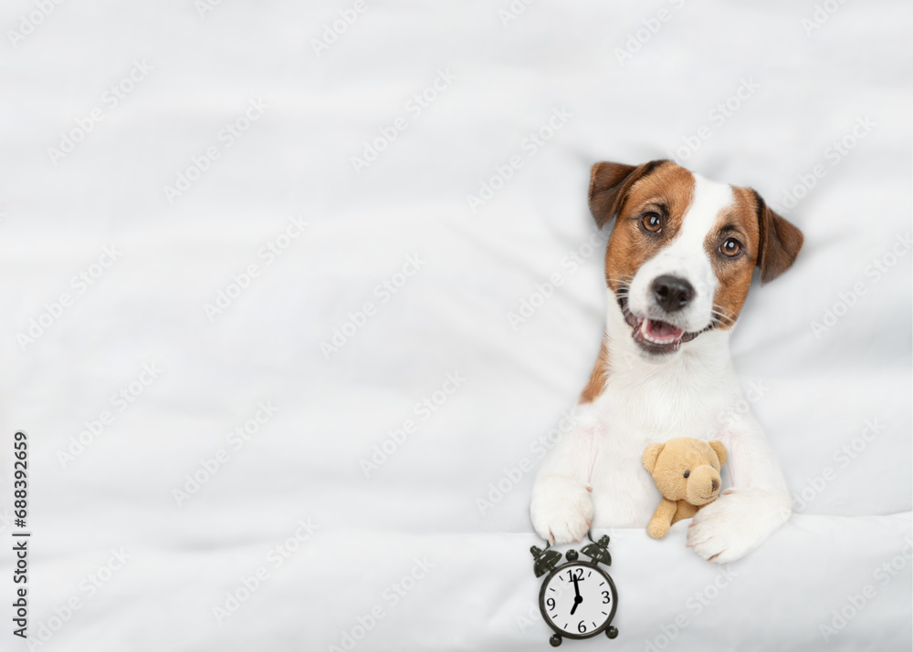 Poster jack russell terrier puppy lying on a bed at home and holds alarm clock and hugs toy bear. top down 