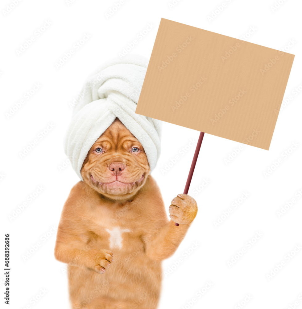 Poster Funny Mastiff puppy with towel on it head holds rubber duck and shows empty placard. isolated on white background