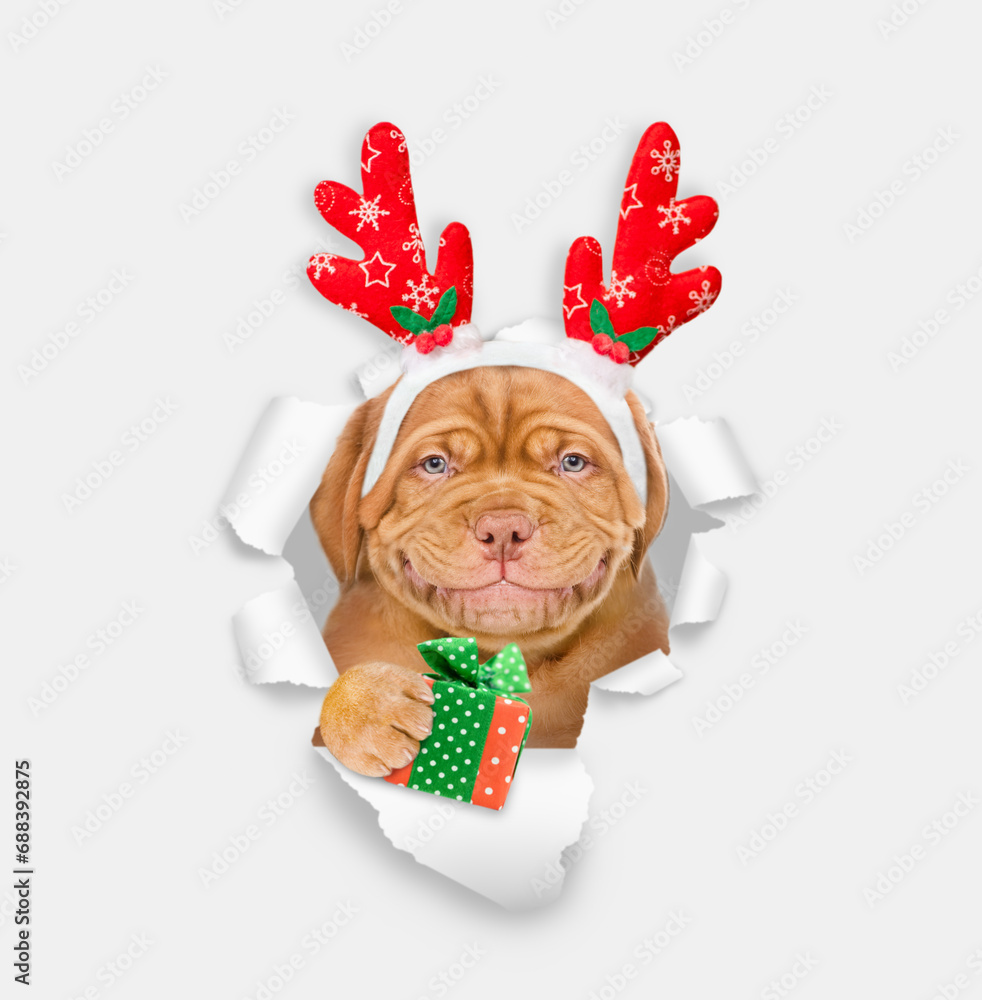 Aufkleber Happy Mastiff puppy dressed like santa claus reindeer  Rudolf looking from behind empty white banner and holds gift box and looks through torn white paper hole. Empty free space for mock up