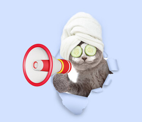 Serious cat puppy with towel on it head, with pieces of cucumber on it eyes and with cream on it face holds the megaphone and looks through a hole in white paper