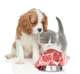 Cavalier King Charles Spaniel and tiny kitten look at bowl with raw meat. isolated on white...