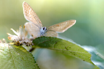 butterfly on leaf