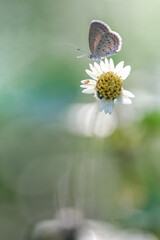 butterfly on flower