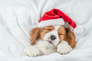 Cute Cavalier King Charles Spaniel puppy wearing red santa hat sleeps under white blanket  on a bed...