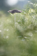mushrooms in beautiful nature