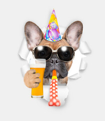 Funny French bulldog puppy wearing sunglasses and party cap looking through a hole in white paper, blows in party horn and holds glass of light beer