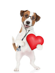 Smart Jack russell terrier wearing like a doctor with stethoscope on his neck holds red heart. isolated on white background
