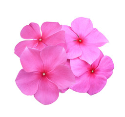 Madagascar periwinkle or Vinca,Old maid or Cayenne jasmine or Rose periwinkle flower. Close up pink flower bunch isolated on transparent background.