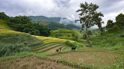 Fototapeta na wymiar Landscape with green and yellow rice terraced fields and cloudy sky near Yen Bai province, North-Vietnam 
