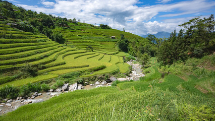 Fototapeta na wymiar Landscape with green and yellow terraced rice fields and a river in the highlands of North-Vietnam, Yen Bai province